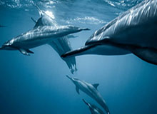 开云APP：让云端生活成为现实的助手